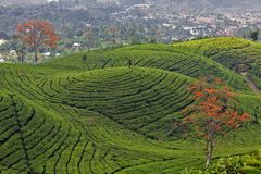 Teefelder auf Java/Indonesien