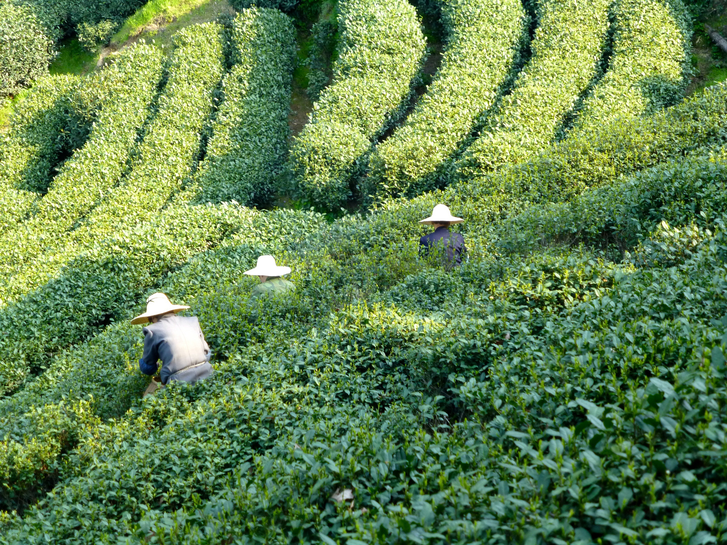 Teefelder bei Hangzhou in China...