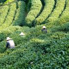 Teefelder bei Hangzhou in China...