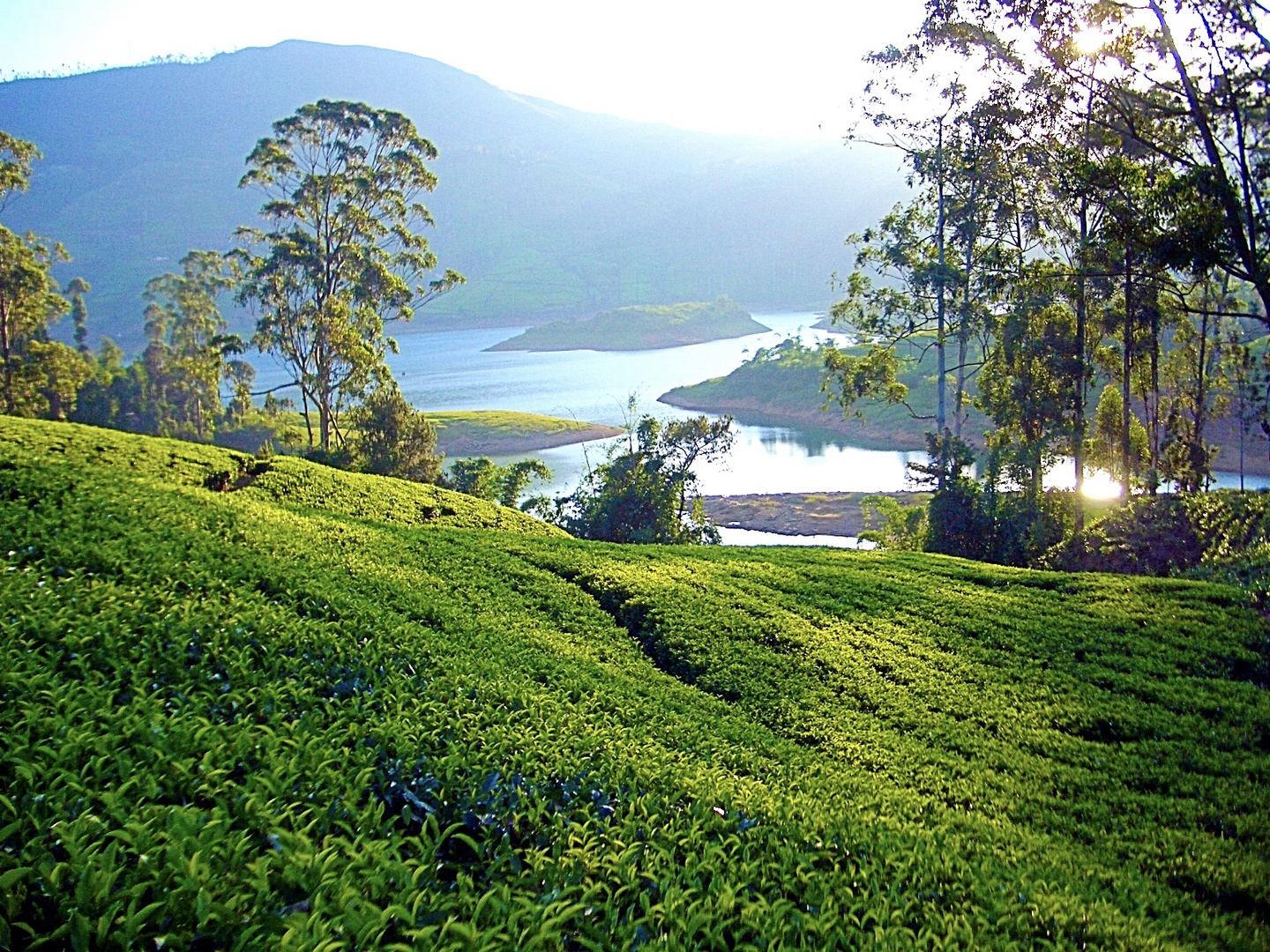 Teefelder bei Hatton, Sri Lanka 