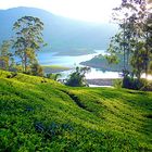 Teefelder bei Hatton, Sri Lanka 