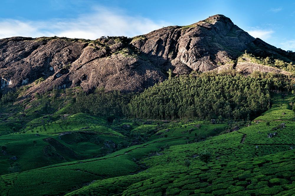 Teefelder bei Munnar