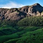 Teefelder bei Munnar