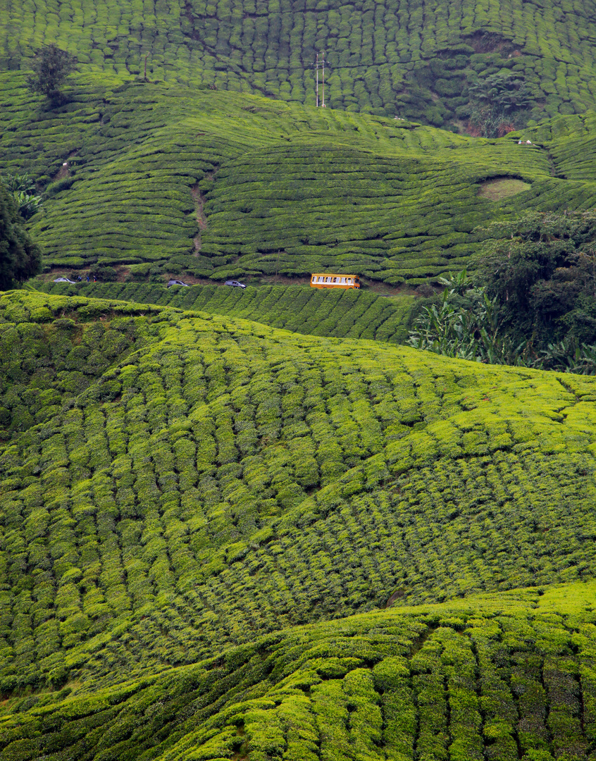 Teefelder in den Cameron Highlands