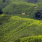 Teefelder in den Cameron Highlands