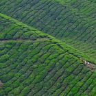 Teefelder in den Cameron Highlands in Malaysia