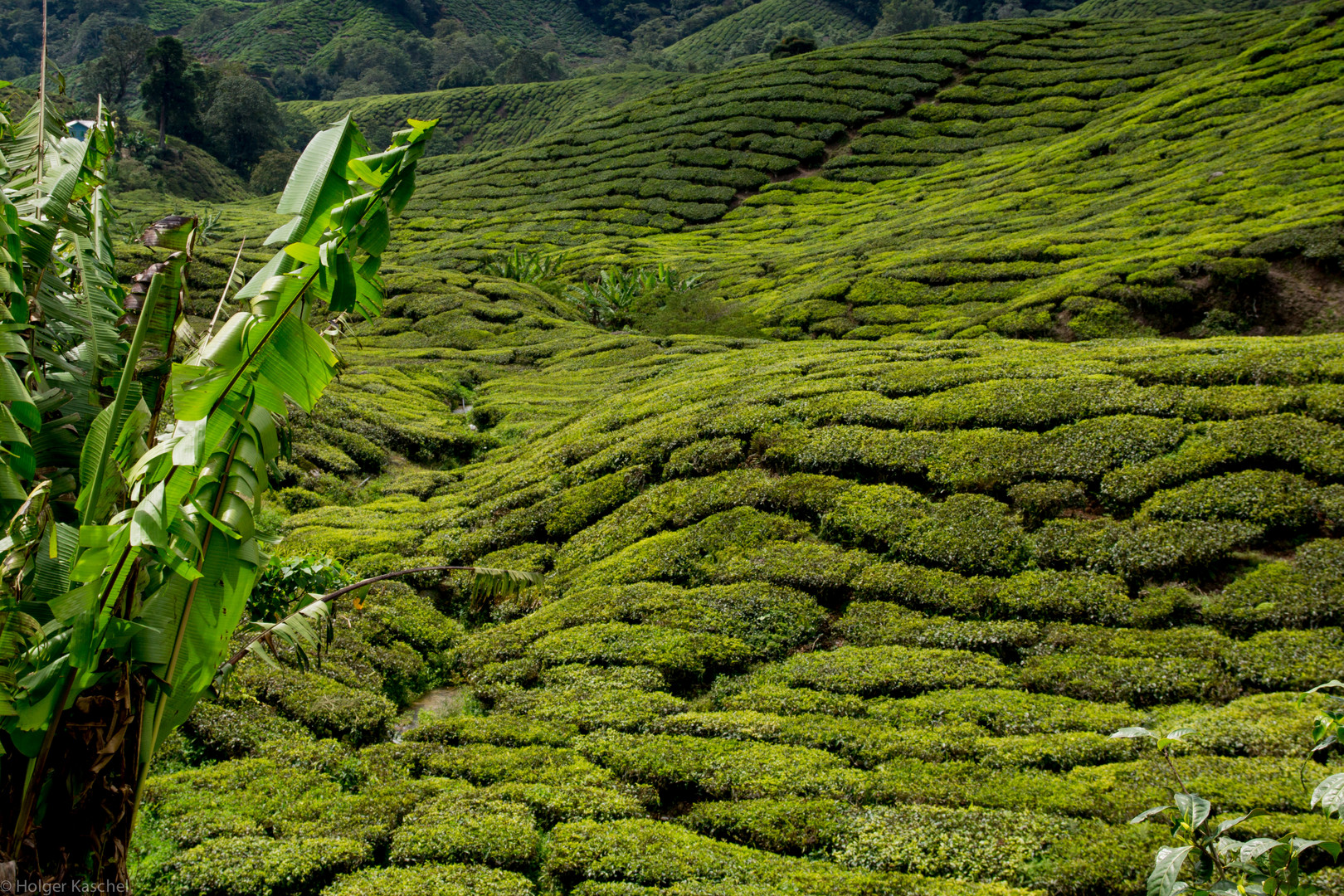 Teefelder in den Cameron Highlands Malaysia