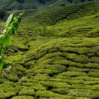 Teefelder in den Cameron Highlands Malaysia