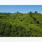 Teefelder in Kerala