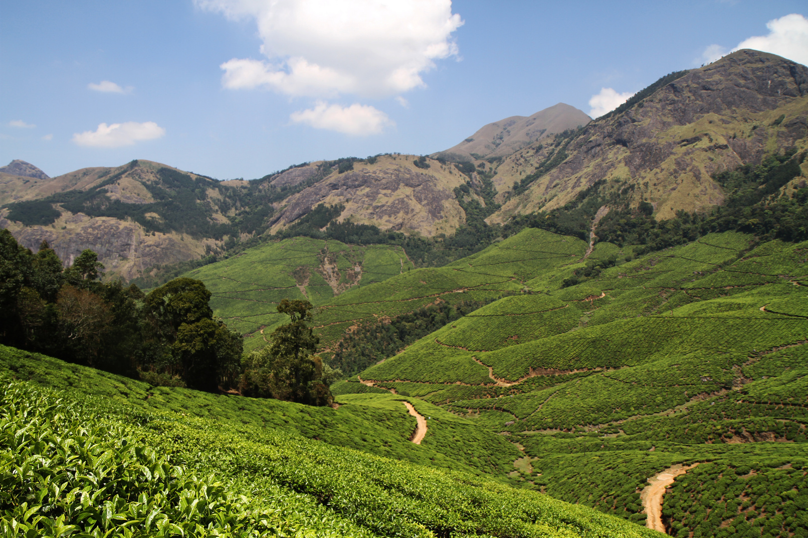 Teegarden in Kerala