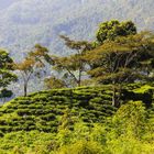 Teegarten bei Darjeeling