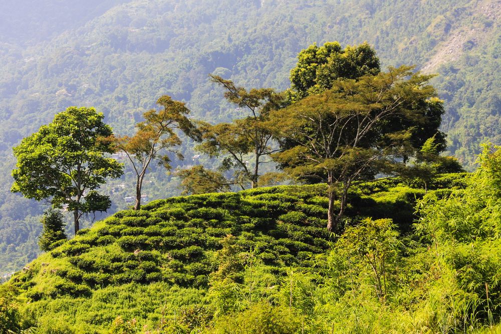 Teegarten bei Darjeeling