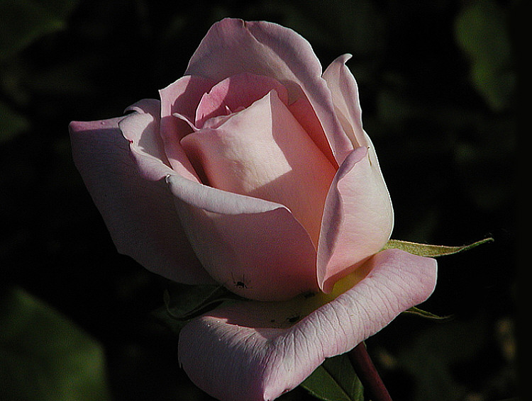 Teehybrid-Rose 'Michelle Meilland' 2