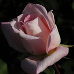 Teehybrid-Rose 'Michelle Meilland' 2