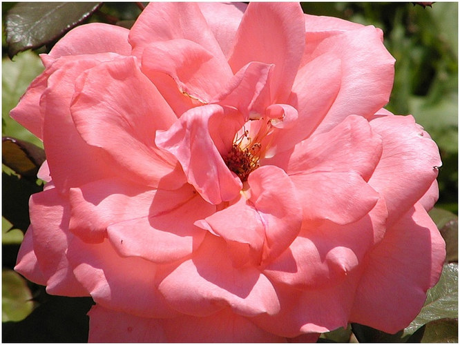 Teehybrid-Rose 'Piroschka'