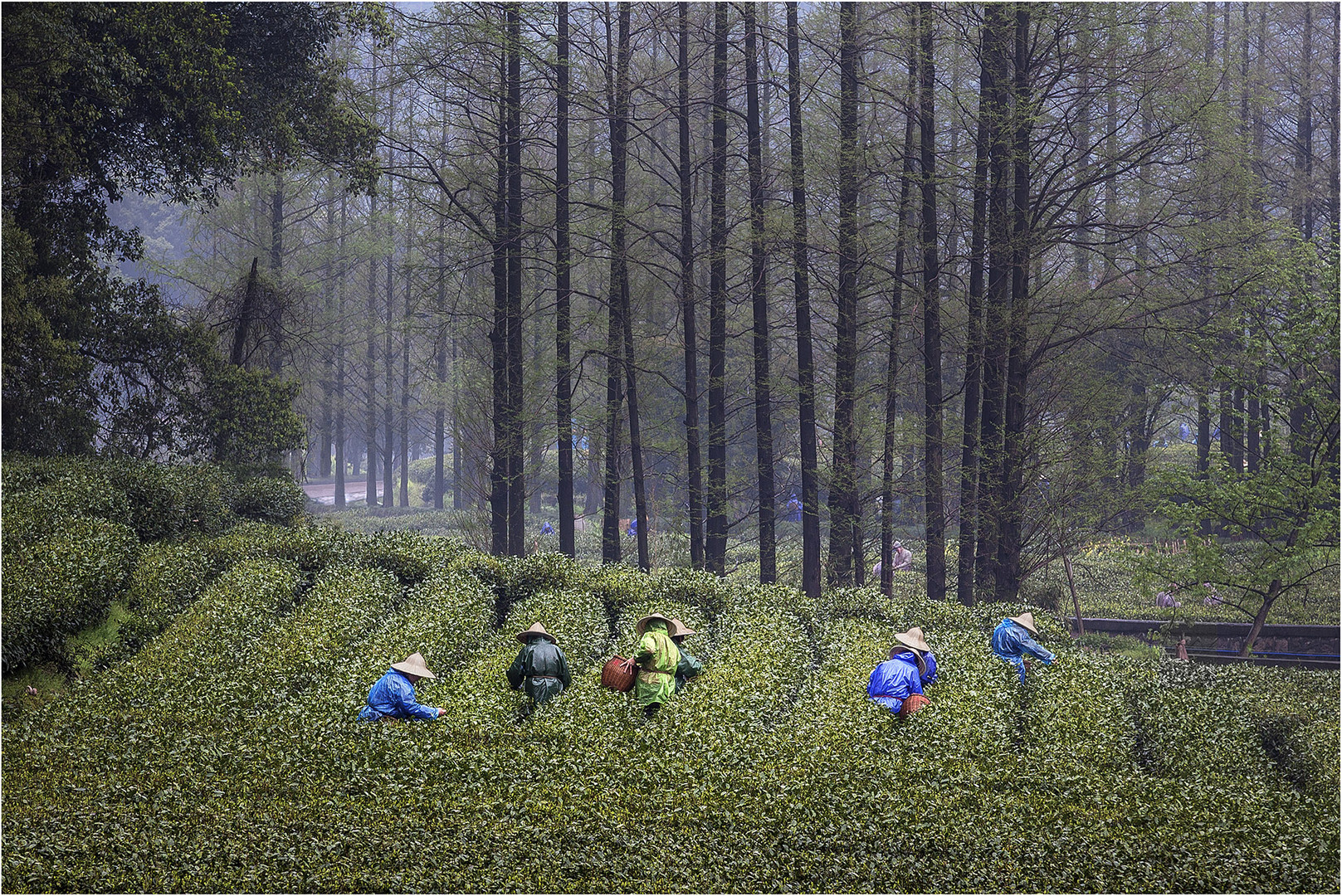 Teelese in Hangzhou