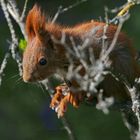 Teen Squirrel Portrait