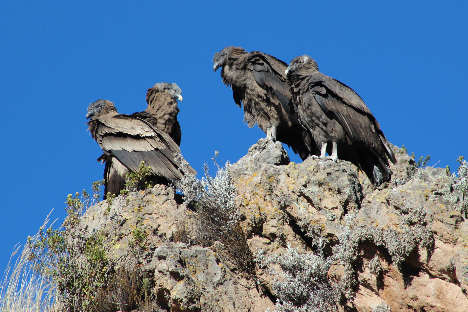 Teenage condor gang