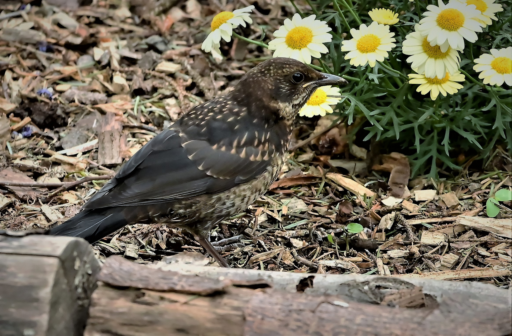 Teenager Amsel..