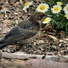 Teenager Amsel..