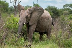 Teenager-Elefant