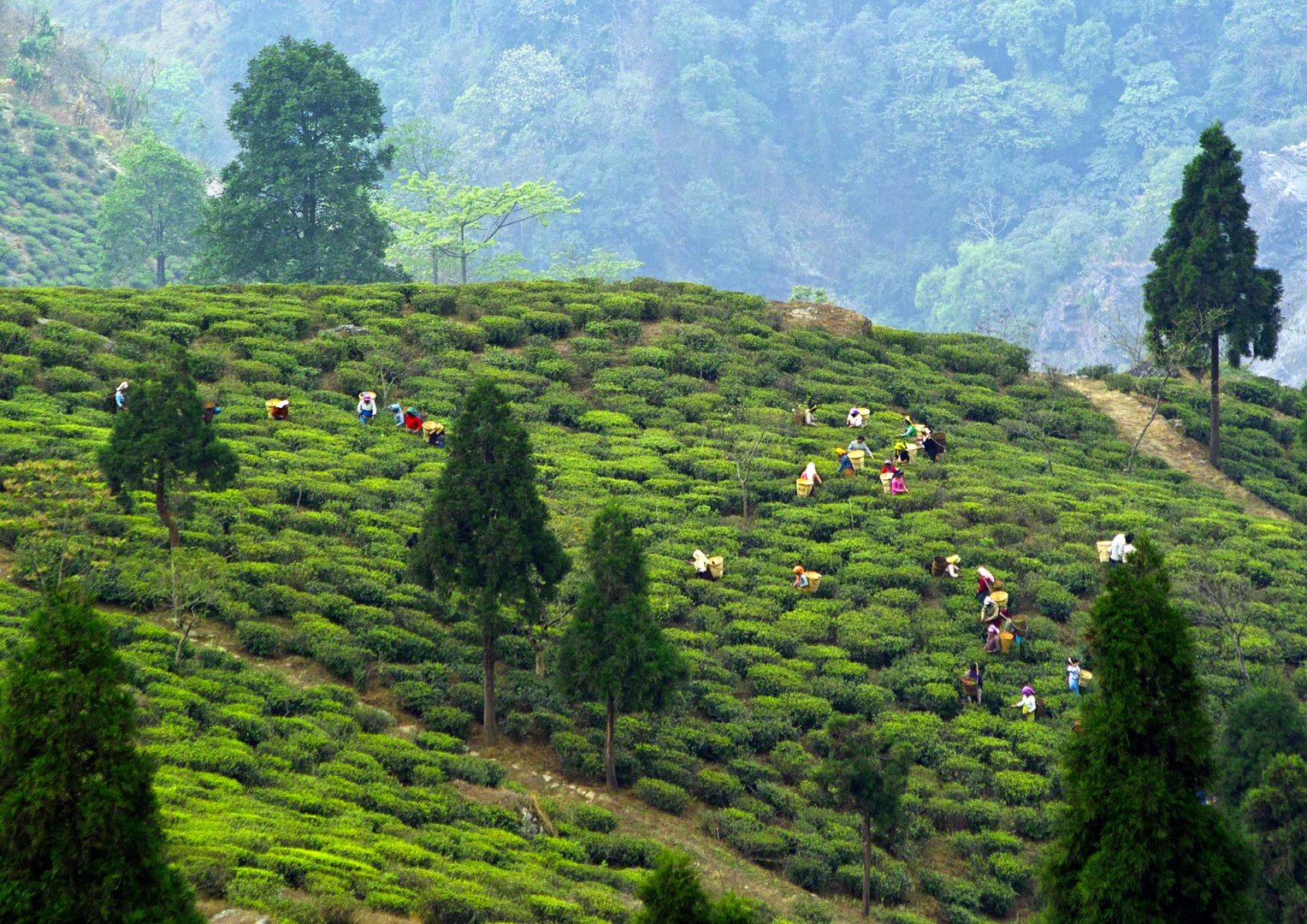 Teepflücker in Darjeeling