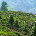 Teepflücker in Darjeeling