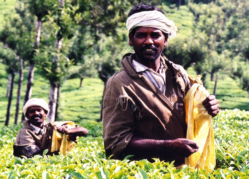 Teepflücker in Kerala, Indien