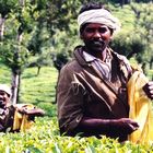 Teepflücker in Kerala, Indien