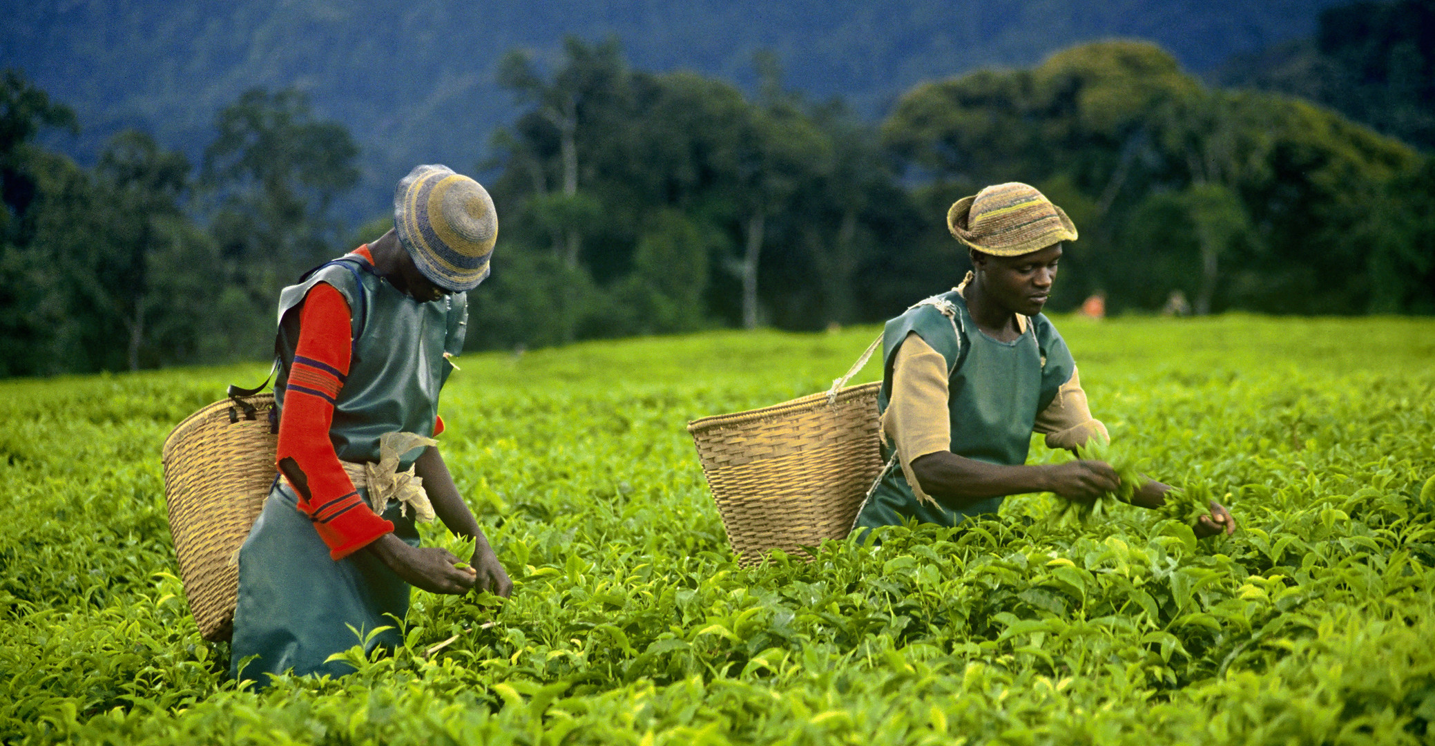 Teepflücker in Ruanda