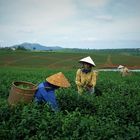 Teepflücker in Vietnam