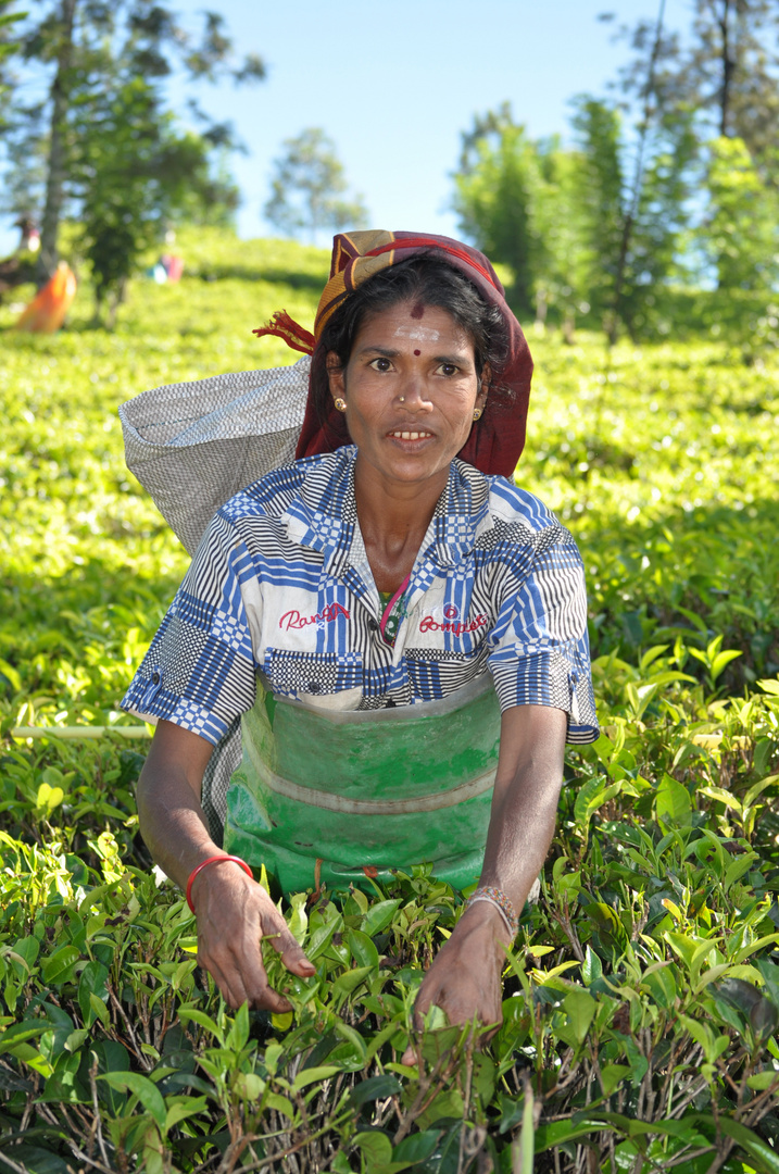 Teepflückerin auf Sri Lanka