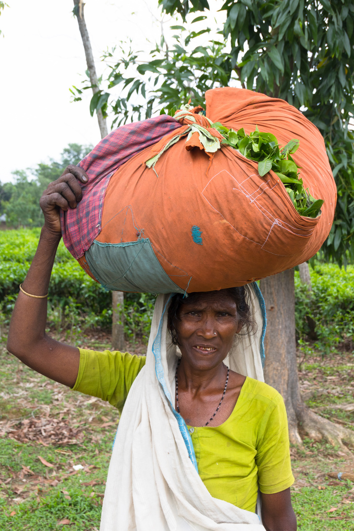 Teepflückerin bei Sylhet/ Bangladesch