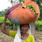 Teepflückerin bei Sylhet/ Bangladesch