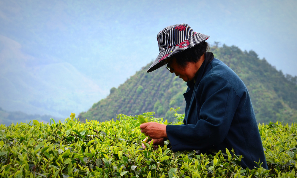 Teepflückerin im Tianmu Gebirge