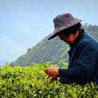 Teepflückerin im Tianmu Gebirge