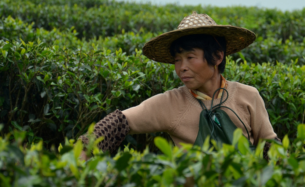 Teepflückerin in der Provinz Fujian