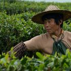 Teepflückerin in der Provinz Fujian