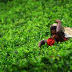 Teepflückerin in Nuwara Eliya auf Sri Lanka