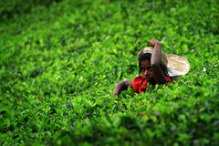 Teepflückerin in Nuwara Eliya auf Sri Lanka