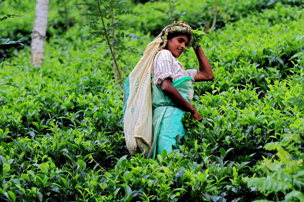 teepflückerin sri lanka