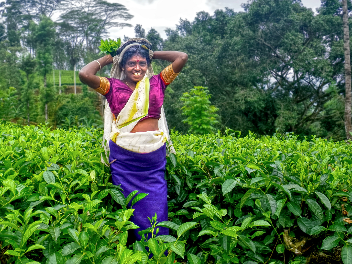 Teepflückerin, Sri Lanka