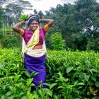 Teepflückerin, Sri Lanka