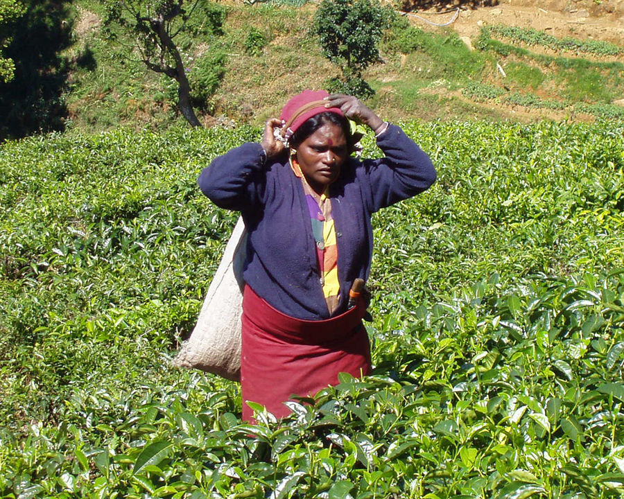 Teepflückerin Sri Lanka
