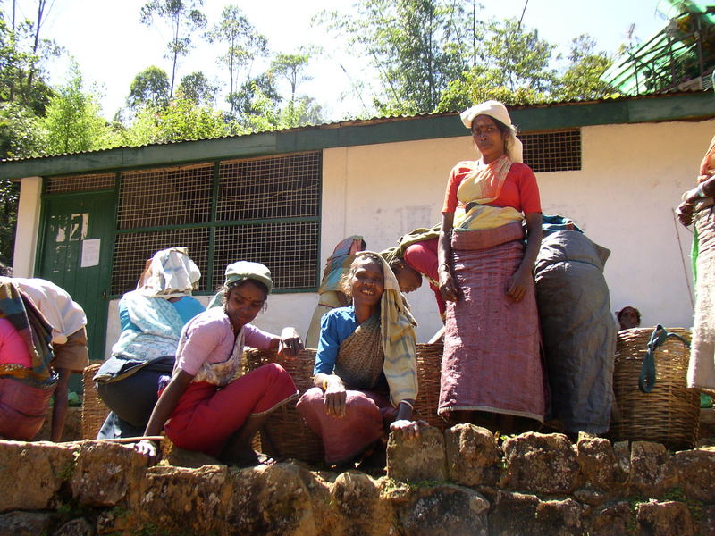 Teepflückerinnen am Adams Peak