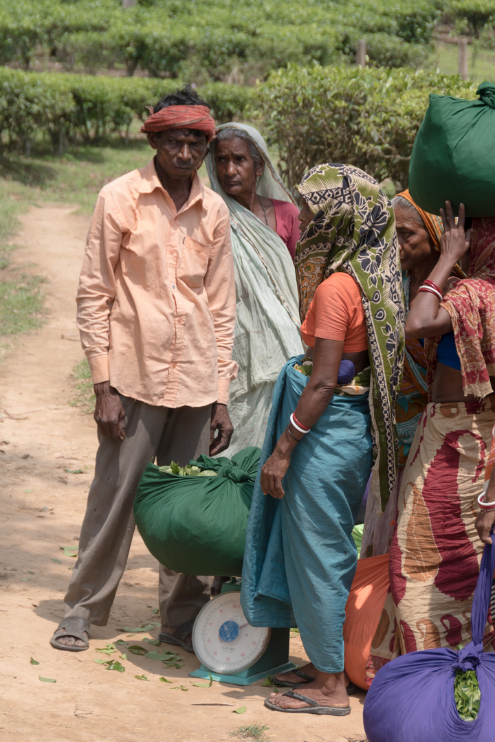 Teepflückerinnen bei Sylhet/ Bangladesch