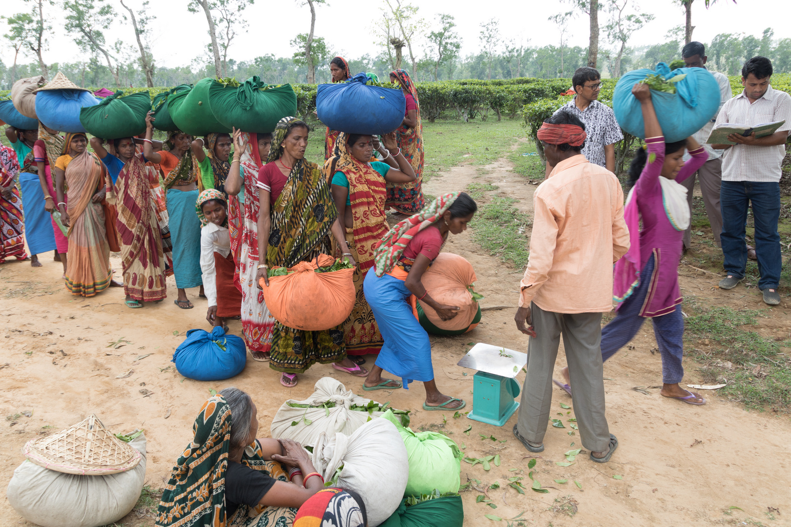 Teepflückerinnen bei Sylhet/Bangladesch