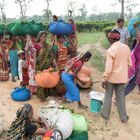 Teepflückerinnen bei Sylhet/Bangladesch