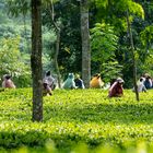 Teepflückerinnen in Sikkim