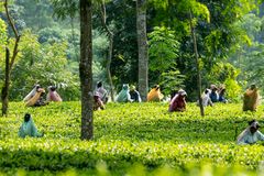 Teepflückerinnen in Sikkim